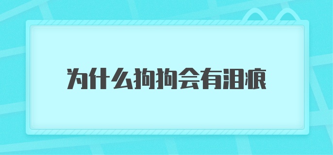 为什么狗狗会有泪痕