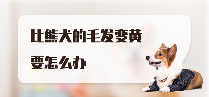 比熊犬的毛发变黄要怎么办