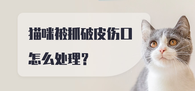 猫咪被抓破皮伤口怎么处理?