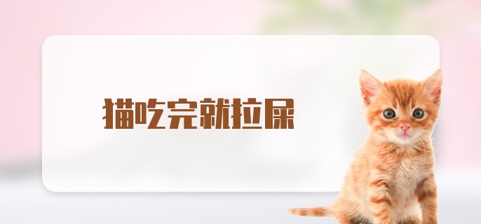 猫吃完就拉屎