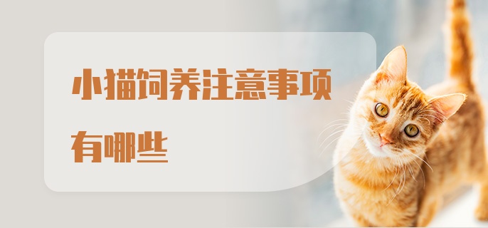 小猫饲养注意事项有哪些