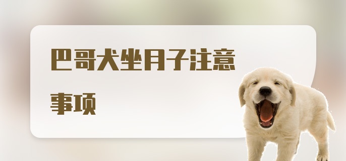 巴哥犬坐月子注意事项