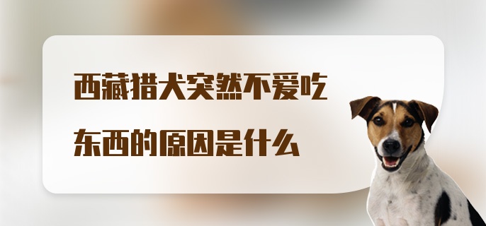 西藏猎犬突然不爱吃东西的原因是什么