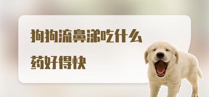 狗狗流鼻涕吃什么药好得快