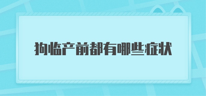 狗临产前都有哪些症状