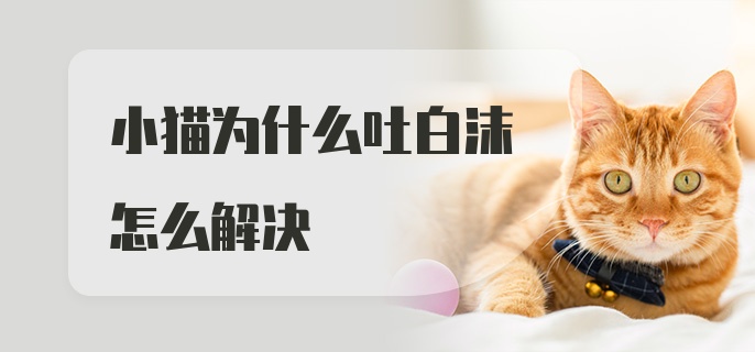 小猫为什么吐白沫怎么解决