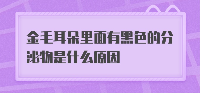 金毛耳朵里面有黑色的分泌物是什么原因