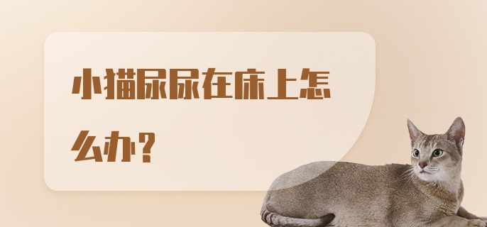 小猫尿尿在床上怎么办？