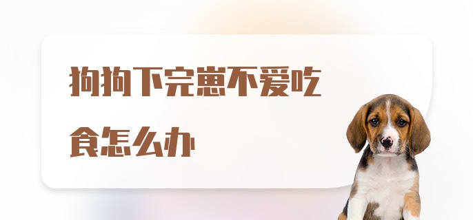 狗狗下完崽不爱吃食怎么办