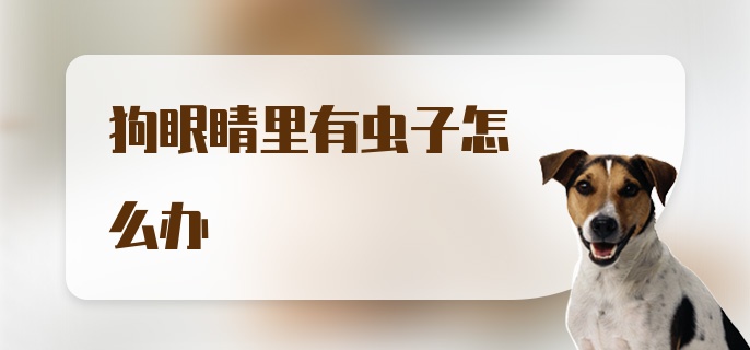 狗眼睛里有虫子怎么办