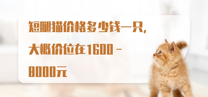 短腿猫价格多少钱一只，大概价位在1600-8000元