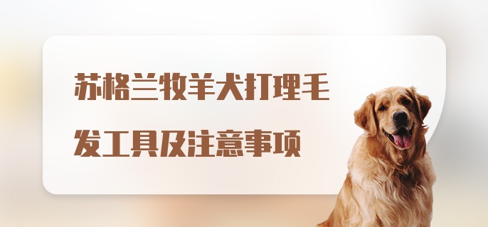 苏格兰牧羊犬打理毛发工具及注意事项