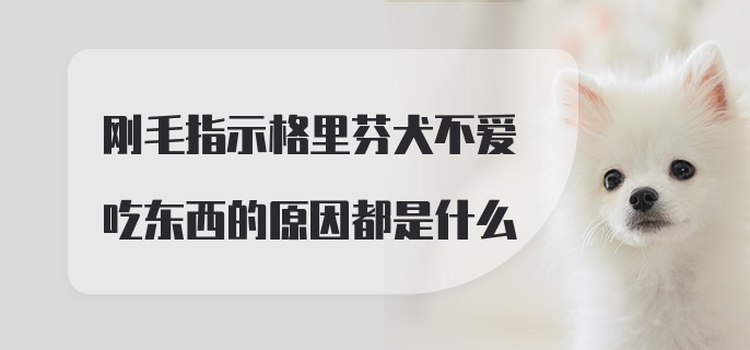 刚毛指示格里芬犬不爱吃东西的原因都是什么