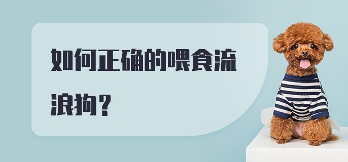 如何正确的喂食流浪狗？