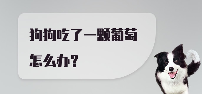 狗狗吃了一颗葡萄怎么办？