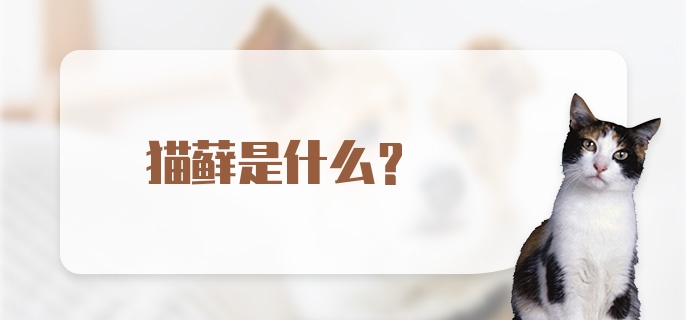 猫藓是什么？