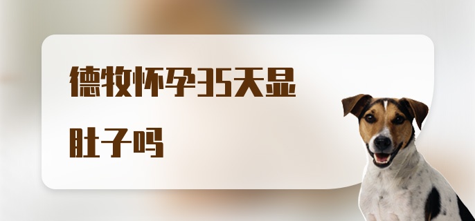 德牧怀孕35天显肚子吗