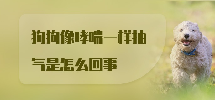 狗狗像哮喘一样抽气是怎么回事