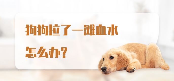 狗狗拉了一滩血水怎么办？