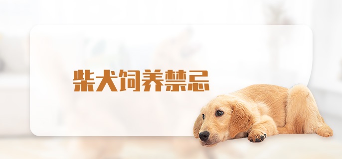 柴犬饲养禁忌