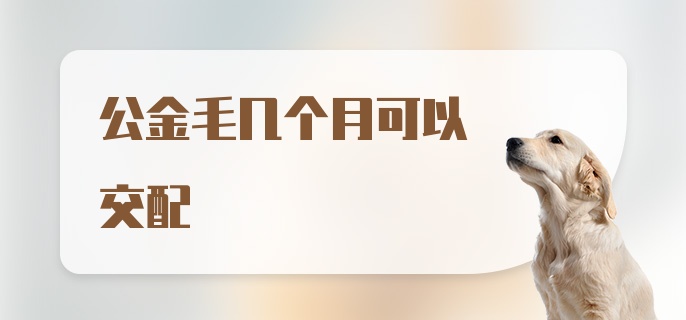 公金毛几个月可以交配