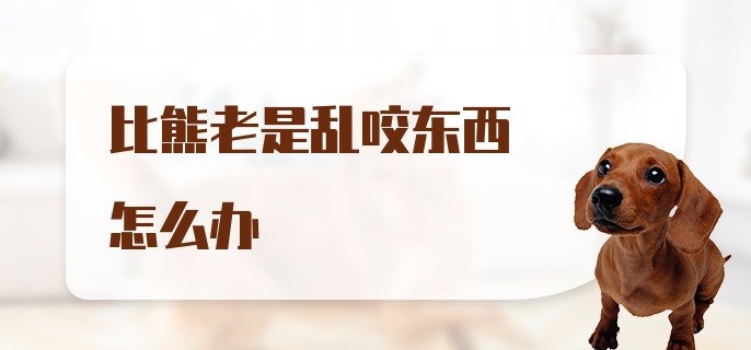 比熊老是乱咬东西怎么办