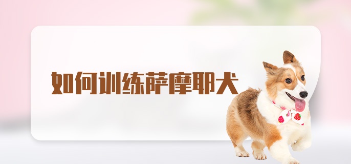 如何训练萨摩耶犬