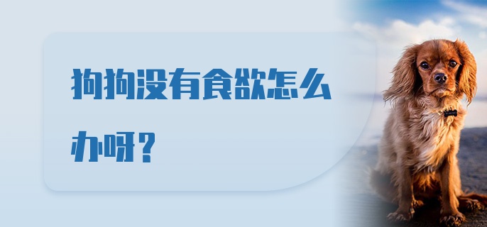 狗狗没有食欲怎么办呀？