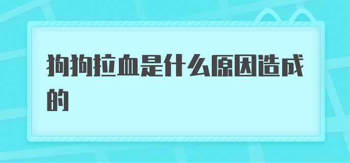 狗狗拉血是什么原因造成的