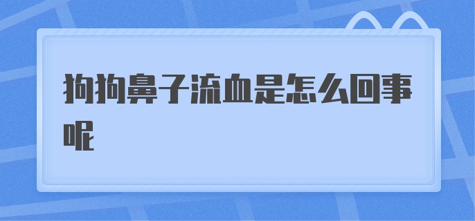 狗狗鼻子流血是怎么回事呢