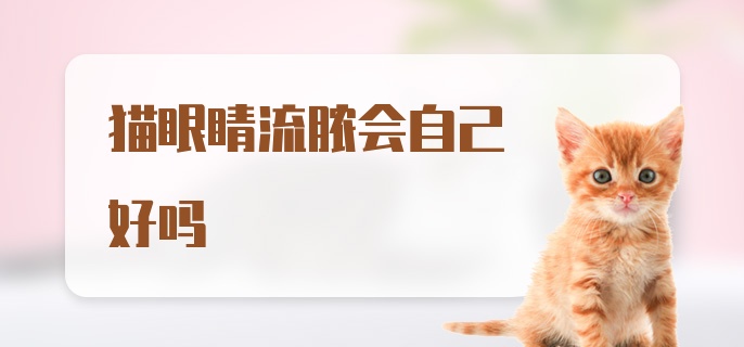 猫眼睛流脓会自己好吗