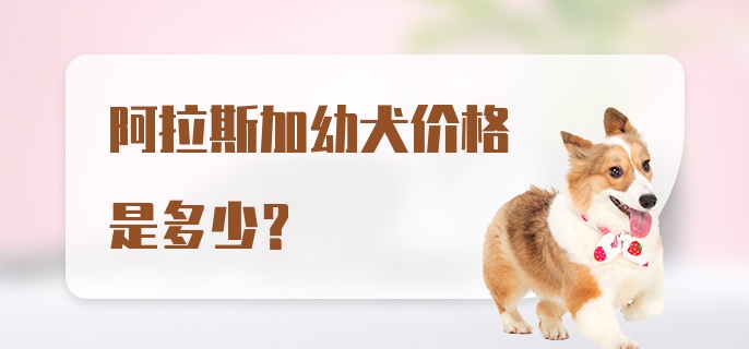 阿拉斯加幼犬价格是多少？