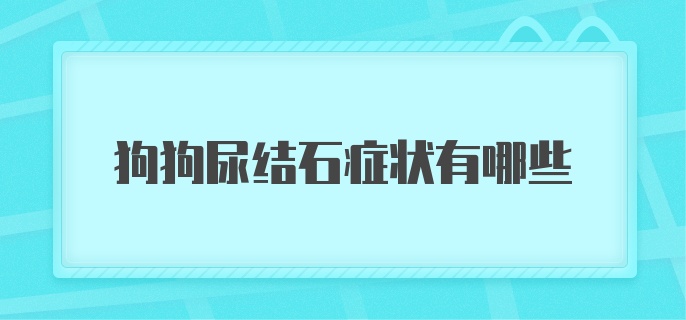 狗狗尿结石症状有哪些