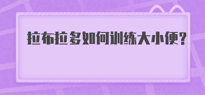 拉布拉多如何训练大小便？