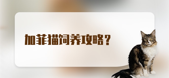 加菲猫饲养攻略？