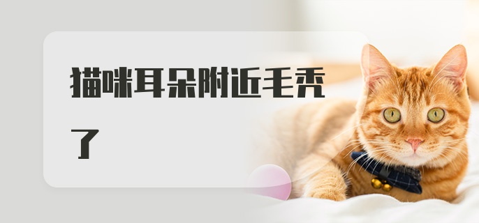 猫咪耳朵附近毛秃了