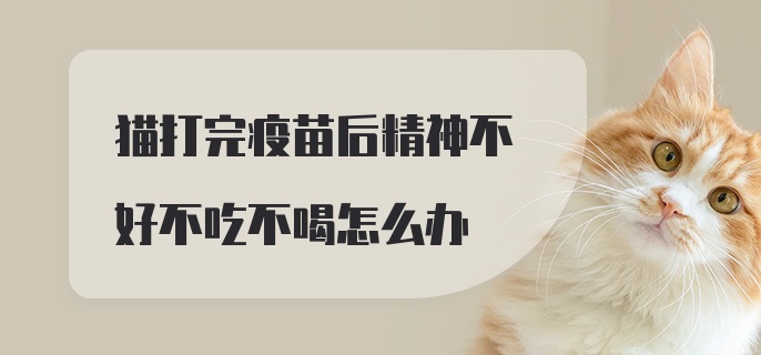 猫打完疫苗后精神不好不吃不喝怎么办