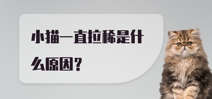 小猫一直拉稀是什么原因？