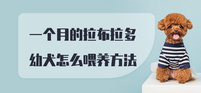 一个月的拉布拉多幼犬怎么喂养方法