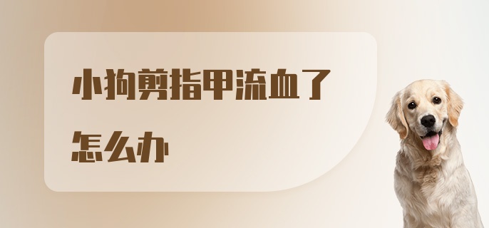 小狗剪指甲流血了怎么办