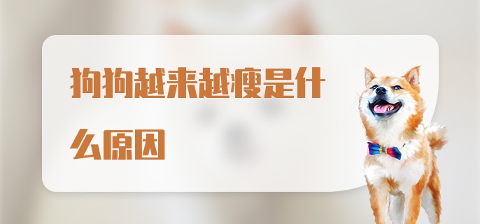 狗狗越来越瘦是什么原因