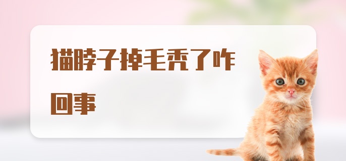 猫脖子掉毛秃了咋回事