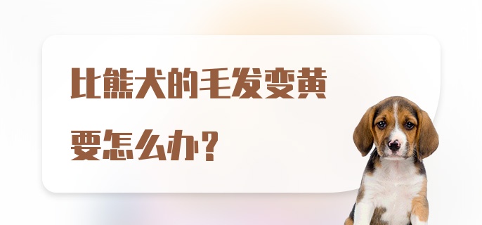 比熊犬的毛发变黄要怎么办？