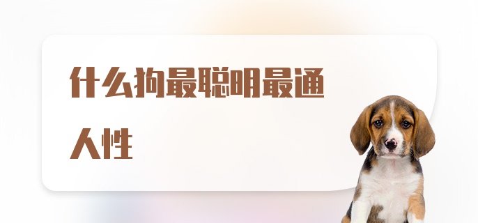 什么狗最聪明最通人性