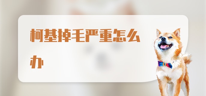 柯基掉毛严重怎么办