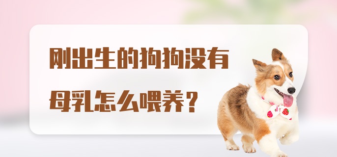 刚出生的狗狗没有母乳怎么喂养？