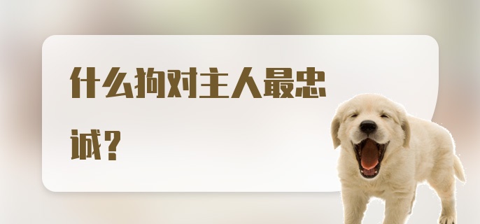 什么狗对主人最忠诚？