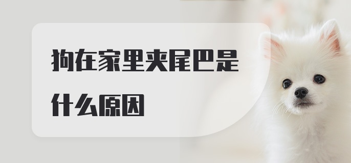 狗在家里夹尾巴是什么原因