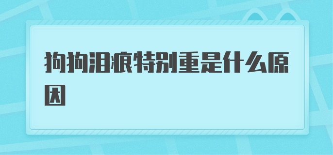 狗狗泪痕特别重是什么原因