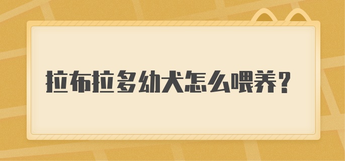 拉布拉多幼犬怎么喂养？